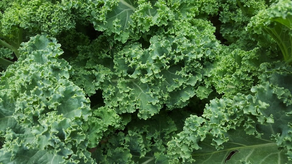 Winter Salad featuring Kale